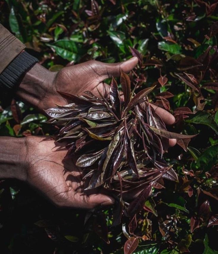 Kenyan purple tea harvest