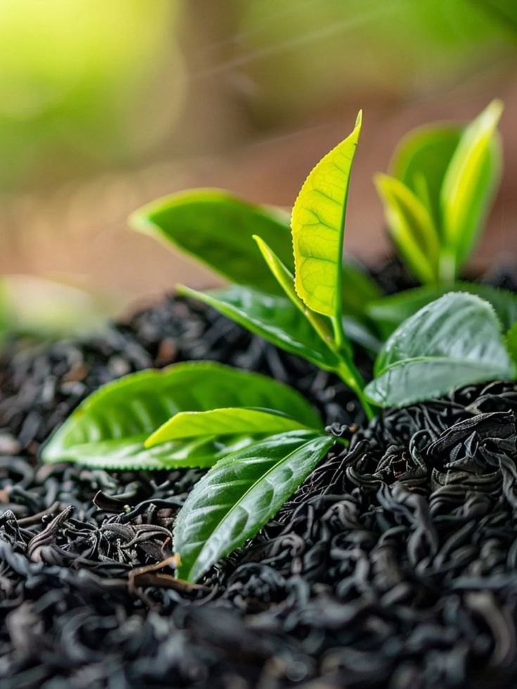 Kenyan Tea